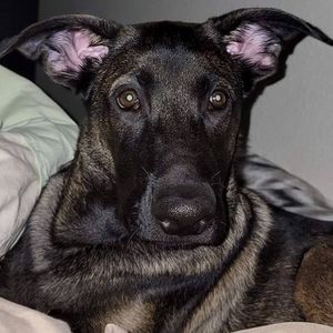 Meet your Posher, Judy